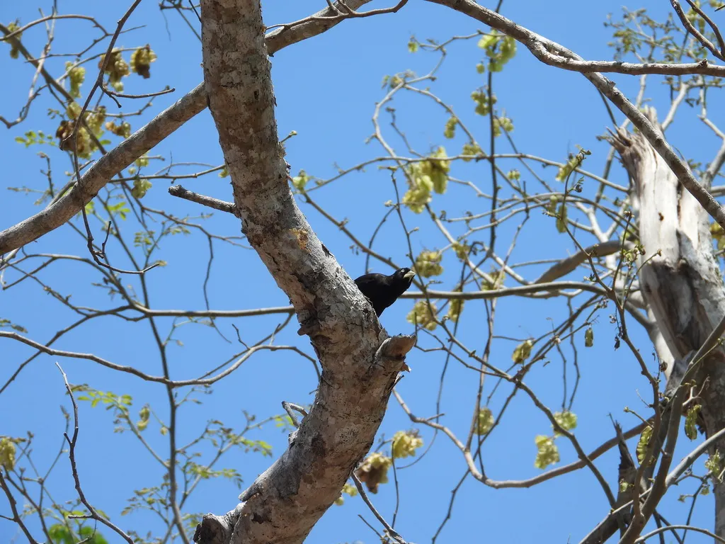 黄嘴酋长鹂(Amblycercus holosericeus)