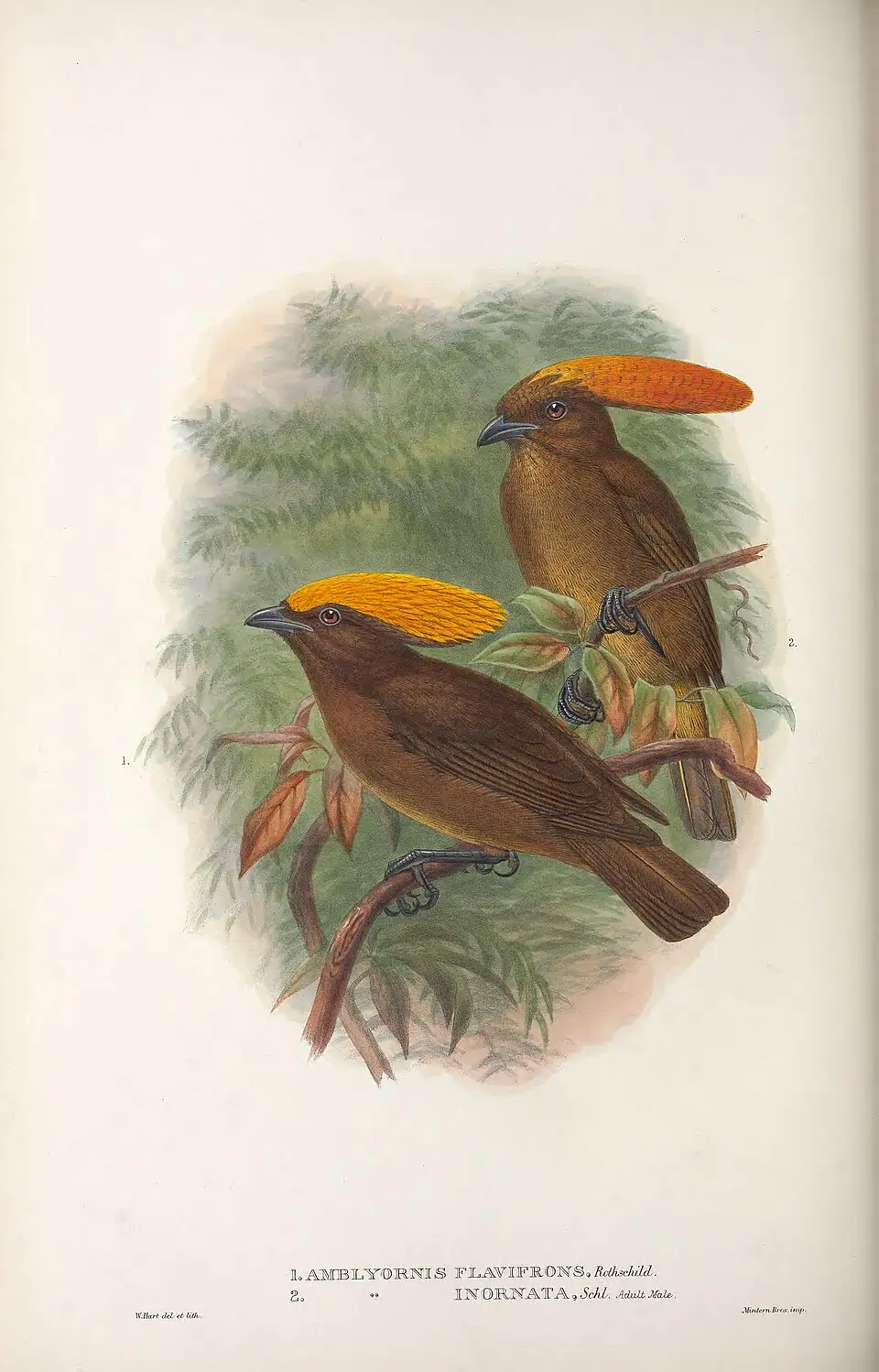 黄额园丁鸟(Amblyornis flavifrons)