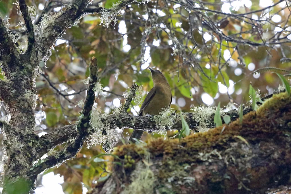 褐色园丁鸟（Amblyornis inornata）
