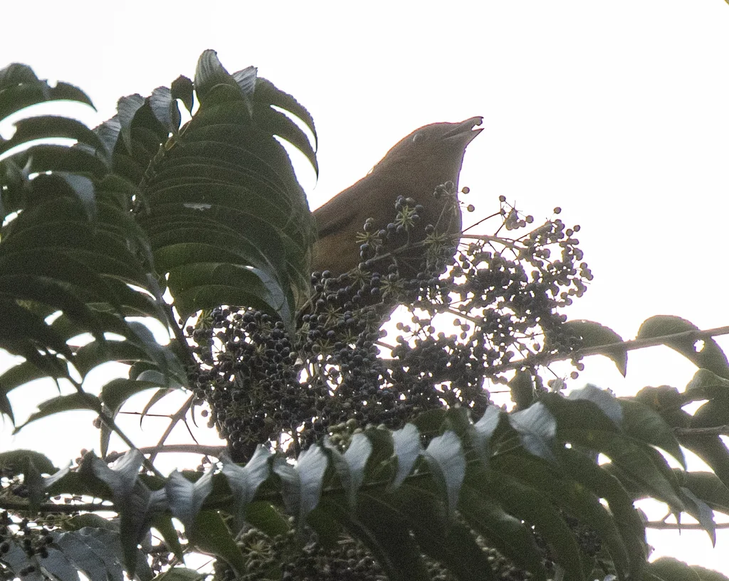 冠园丁鸟(Amblyornis macgregoriae)