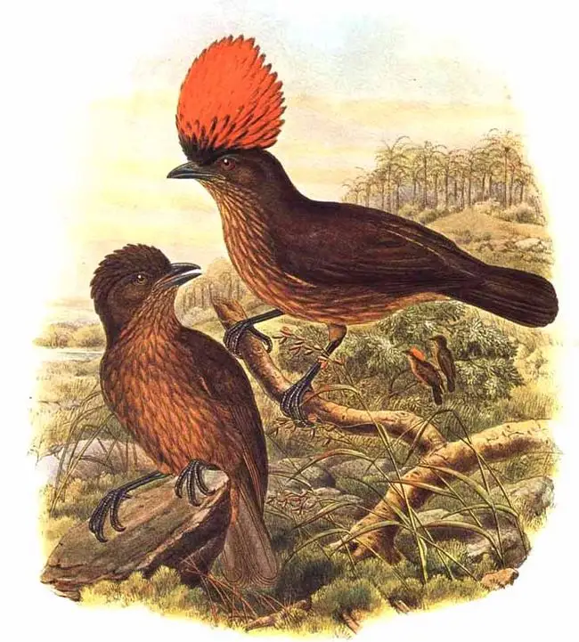 纹园丁鸟(Amblyornis subalaris)
