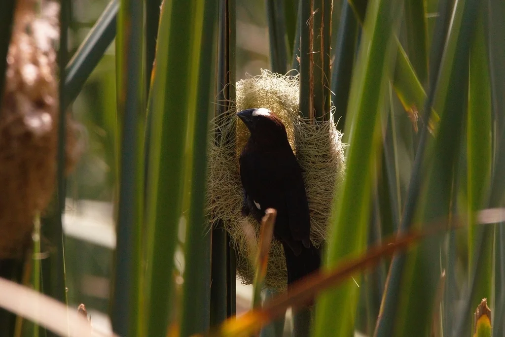 厚嘴织雀（Amblyospiza albifrons）