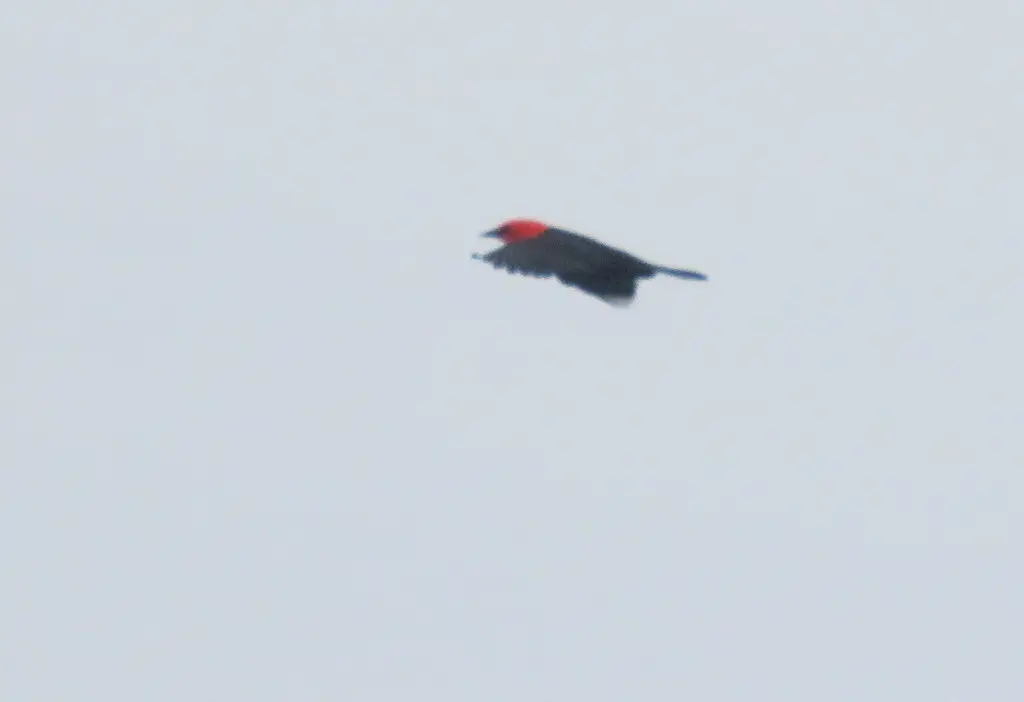 红头黑鹂(Amblyramphus holosericeus)