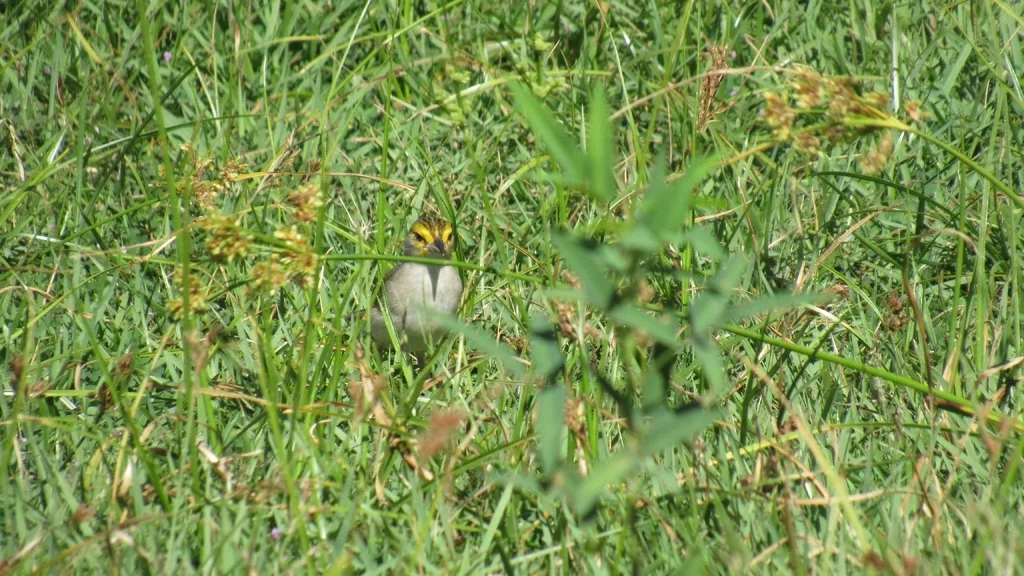 黄眉蝇鹀(Ammodramus aurifrons)