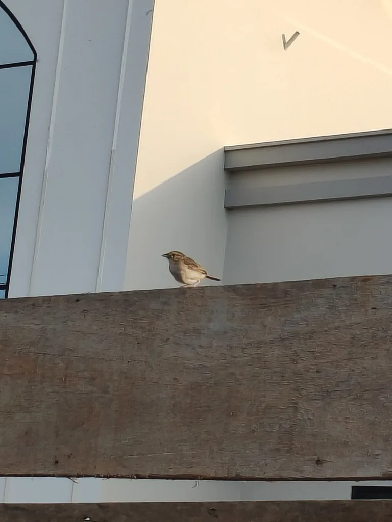 黄眉蝇鹀(Ammodramus aurifrons)