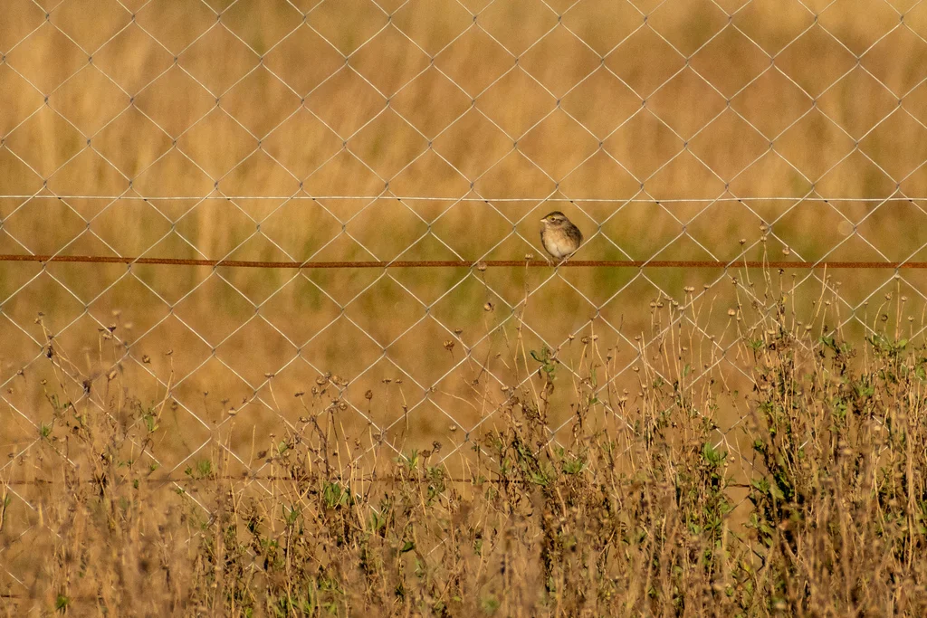 草地蝇鹀(Ammodramus humeralis)