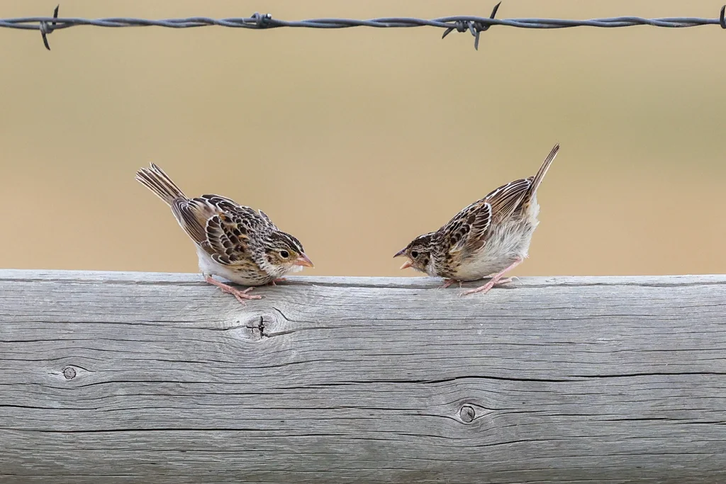 黄胸草鹀（Ammodramus savannarum）