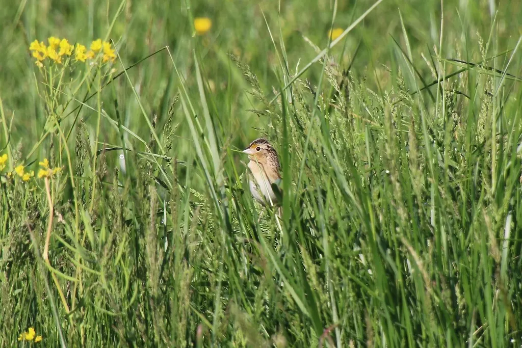 黄胸草鹀（Ammodramus savannarum）