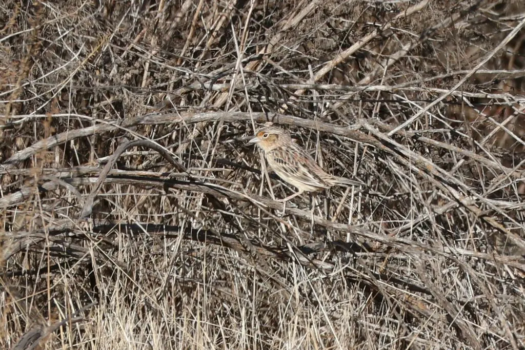 黄胸草鹀（Ammodramus savannarum）