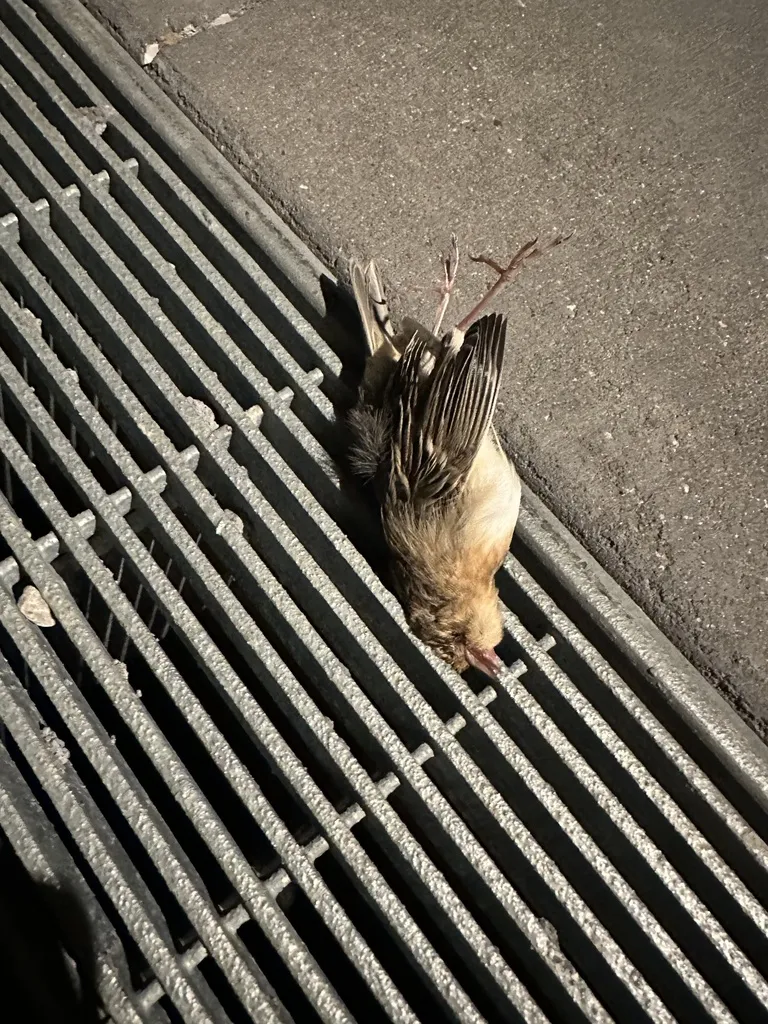 黄胸草鹀（Ammodramus savannarum）