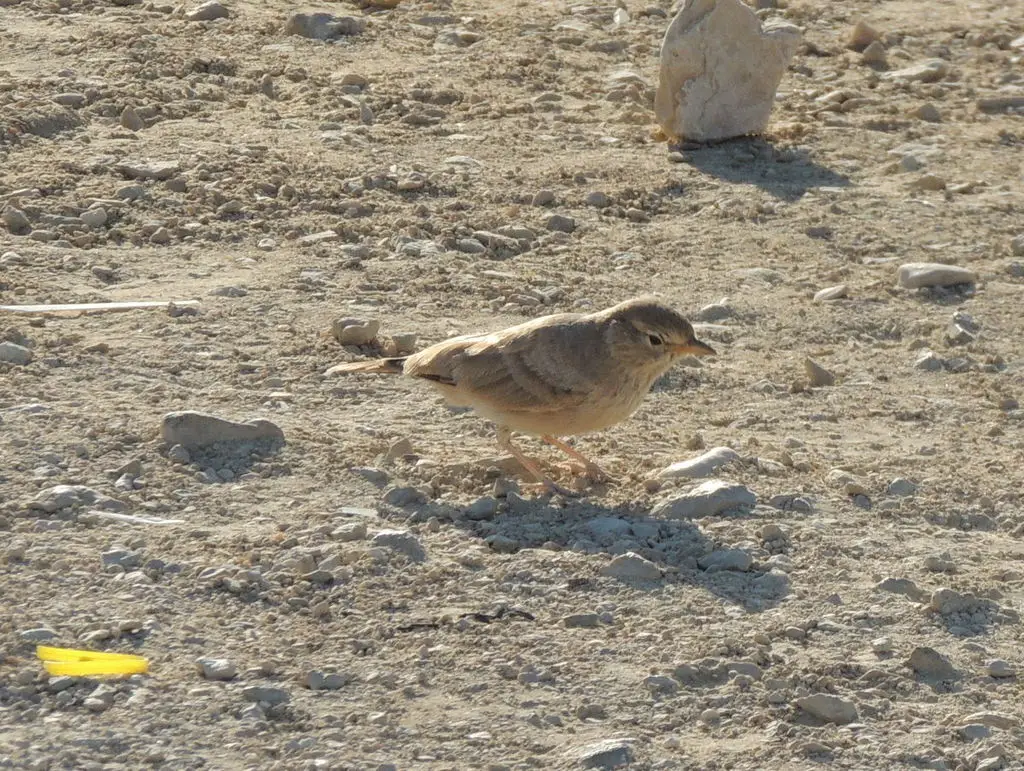 漠百灵(Ammomanes deserti)