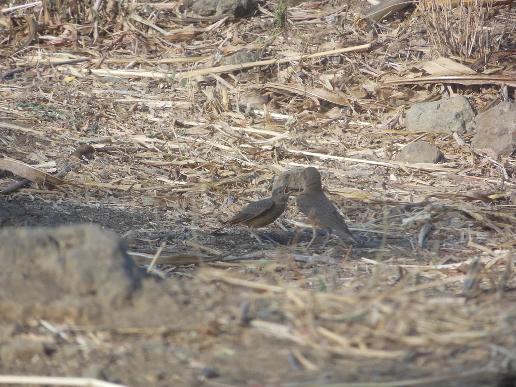 棕尾漠百灵（Ammomanes phoenicura）