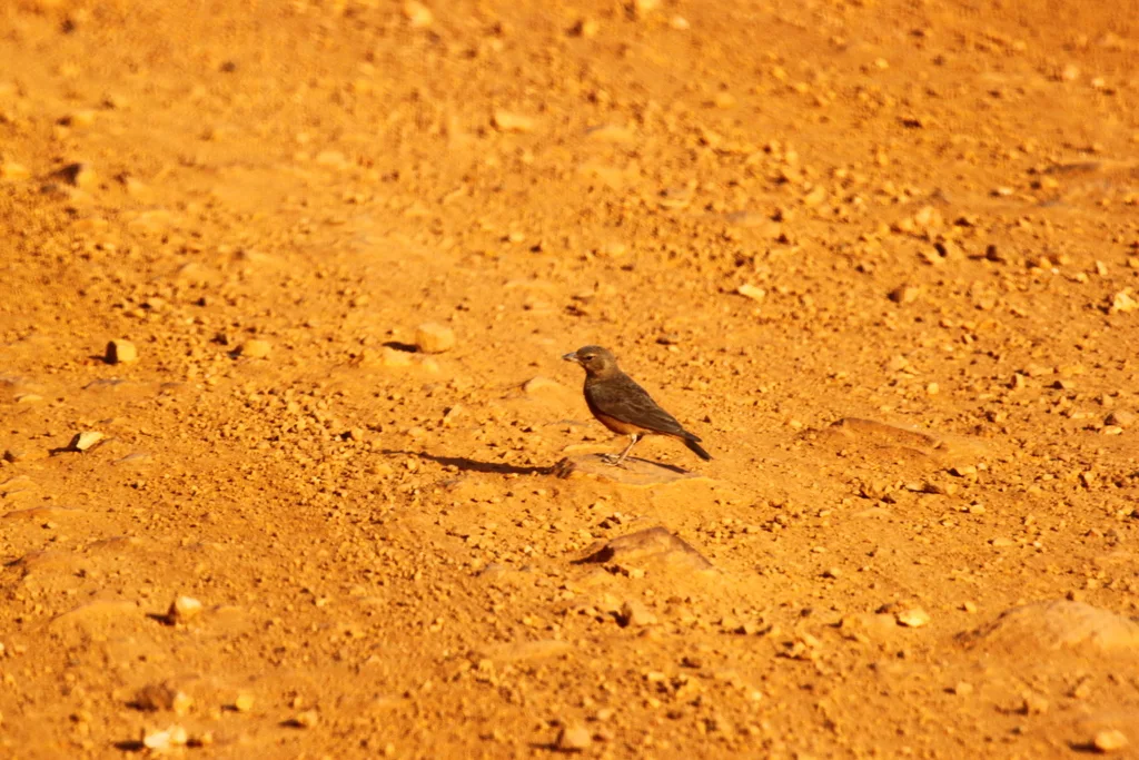 棕尾漠百灵（Ammomanes phoenicura）