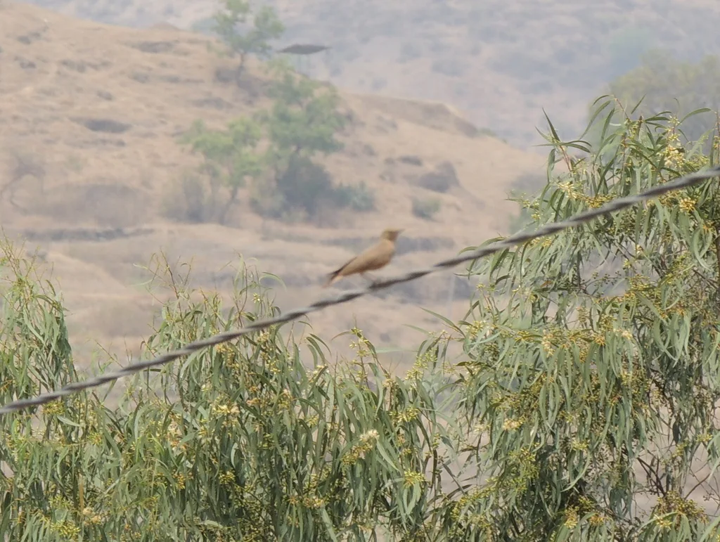 棕尾漠百灵（Ammomanes phoenicura）