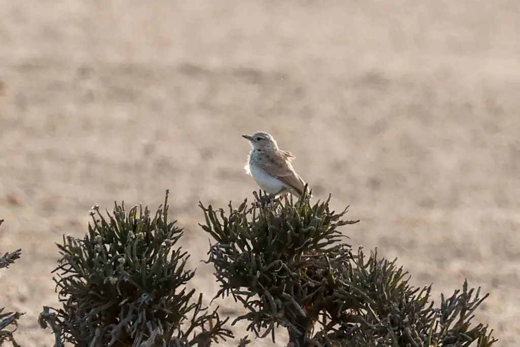 格氏漠百灵(Ammomanopsis grayi)