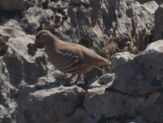 漠鹑(Ammoperdix griseogularis)