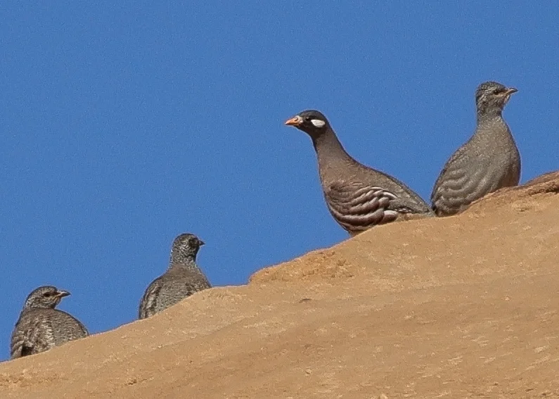 沙鹑(Ammoperdix heyi)
