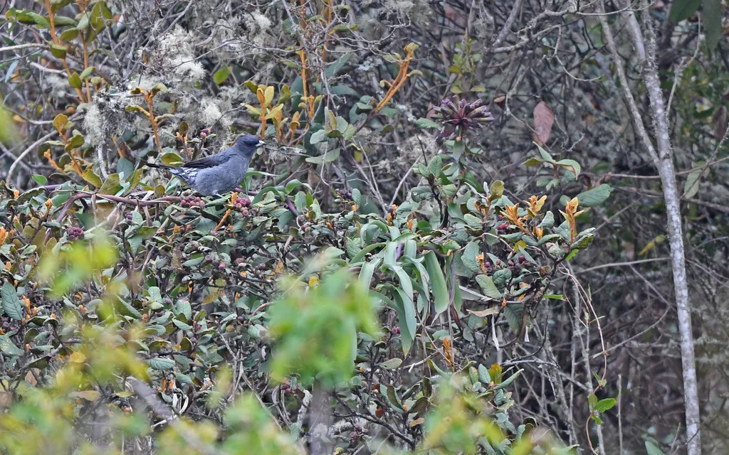 红冠伞鸟(Ampelion rubrocristatus)