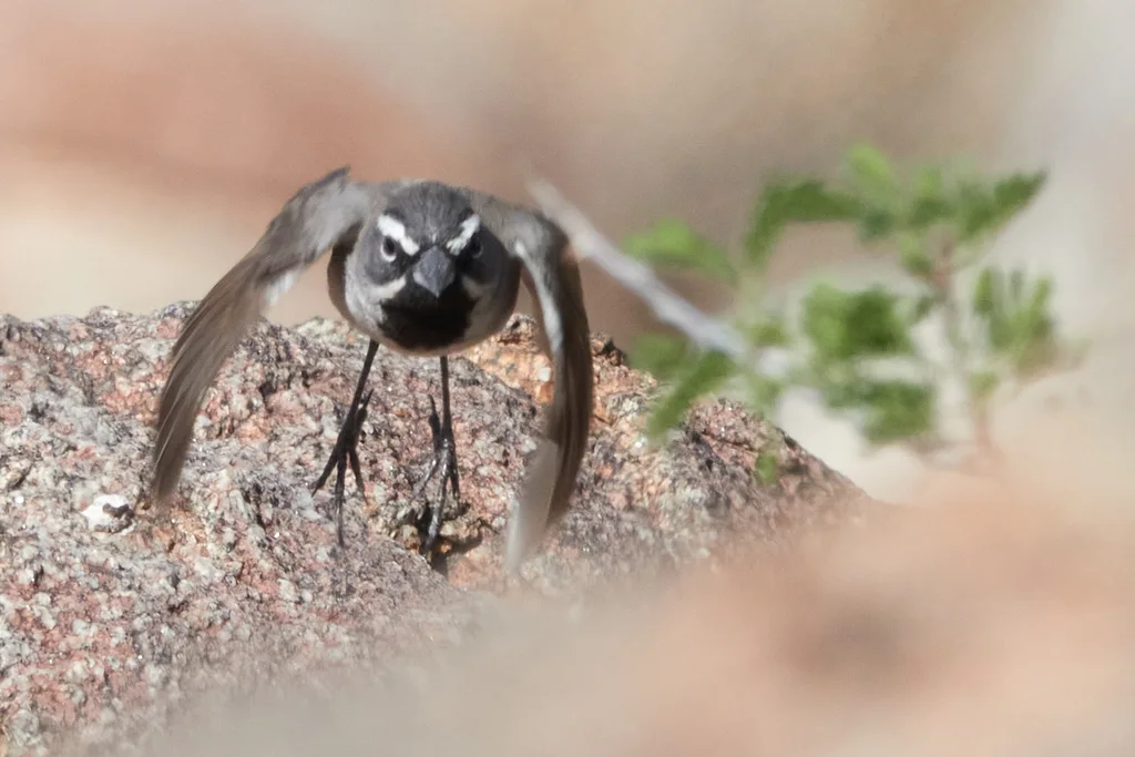 黑喉漠鹀(Amphispiza bilineata)
