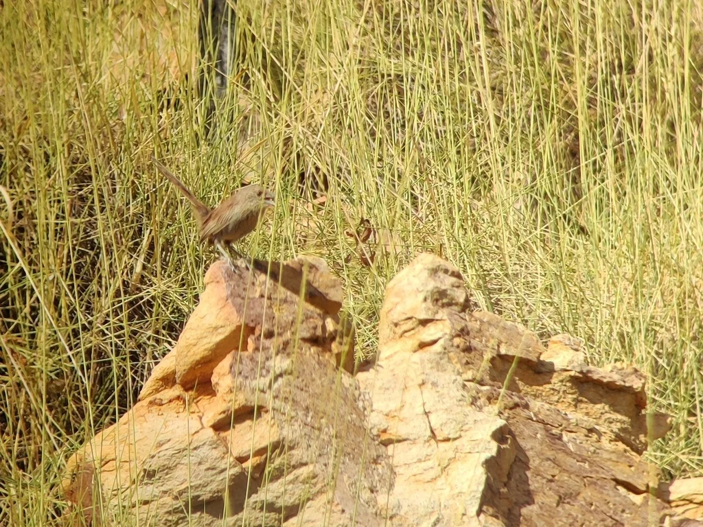 灰胸草鹩莺(Amytornis ballarae)