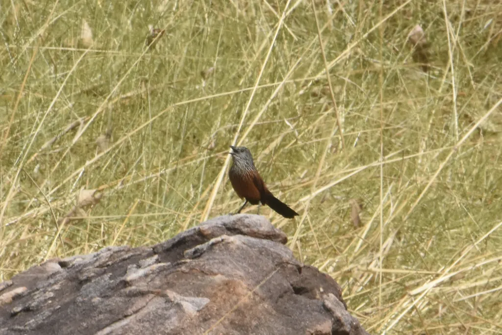 黑草鹩莺(Amytornis housei)