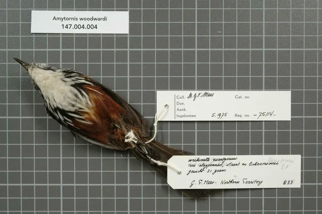 白喉草鹩莺(Amytornis woodwardi)