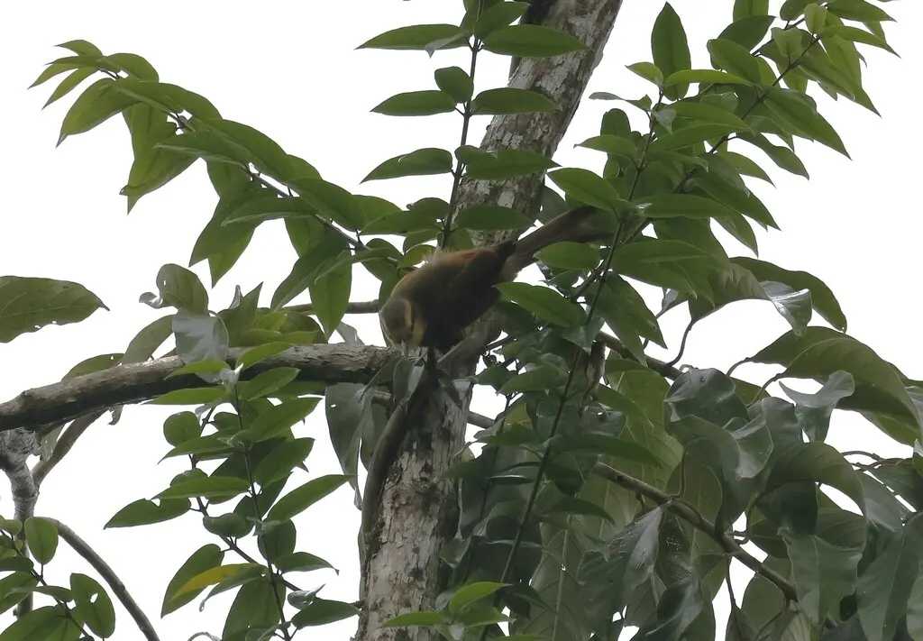 赭胸拾叶雀（Anabacerthia lichtensteini）