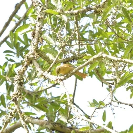 赭胸拾叶雀（Anabacerthia lichtensteini）