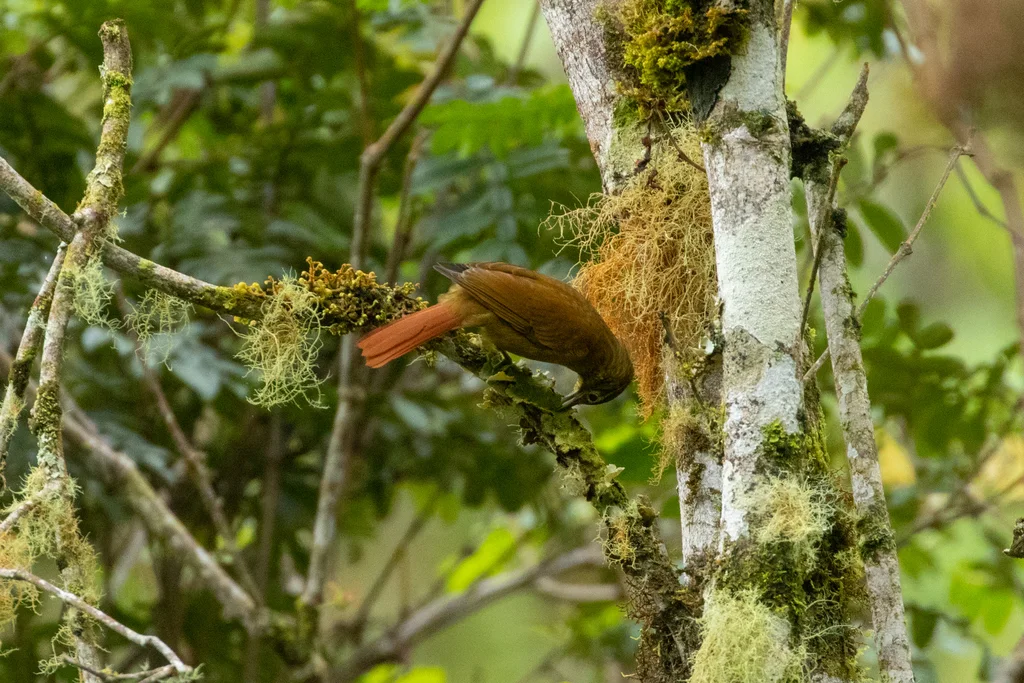 高山拾叶雀(Anabacerthia striaticollis)