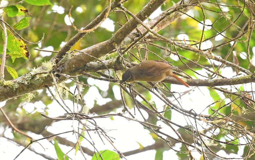 高山拾叶雀(Anabacerthia striaticollis)