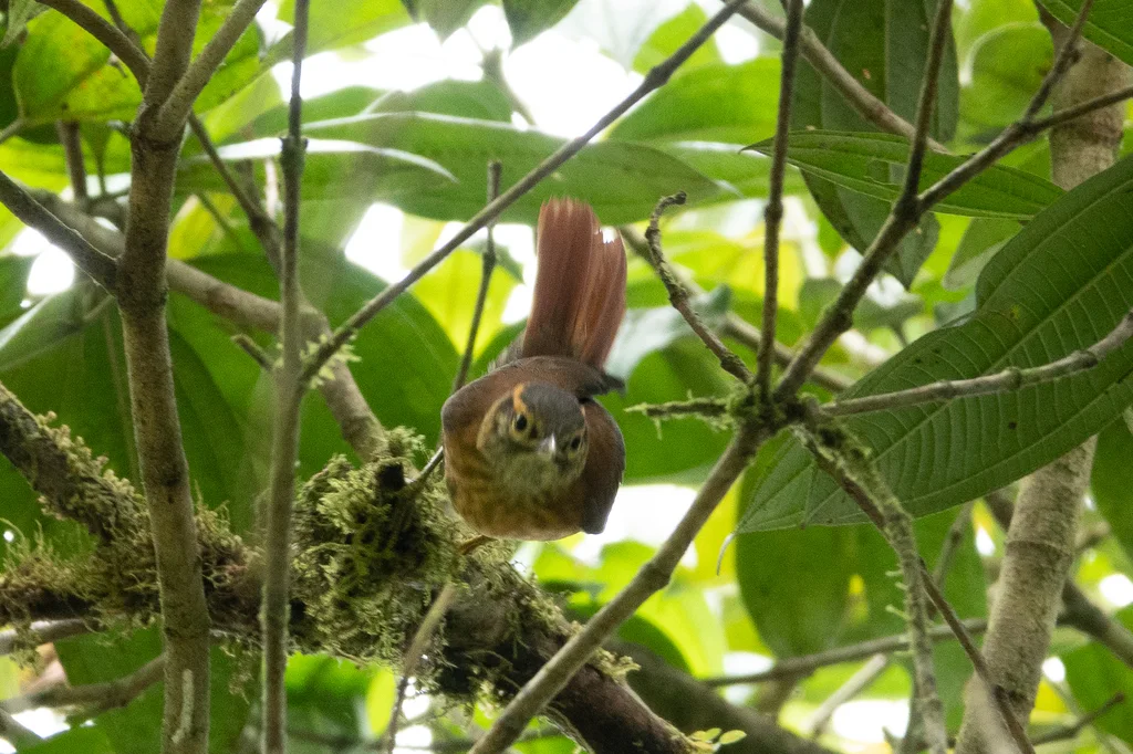鳞喉拾叶雀（Anabacerthia variegaticeps）