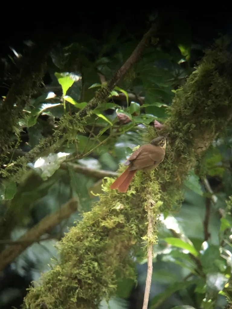 鳞喉拾叶雀（Anabacerthia variegaticeps）