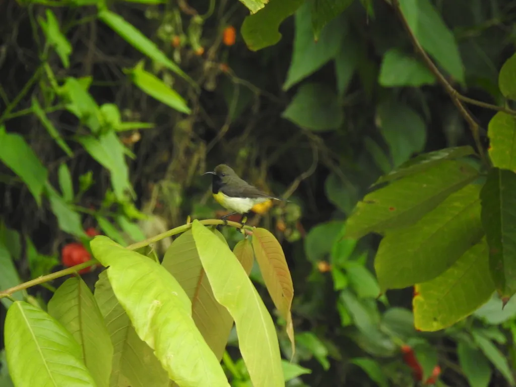 黄胸花蜜鸟(Anabathmis newtonii)