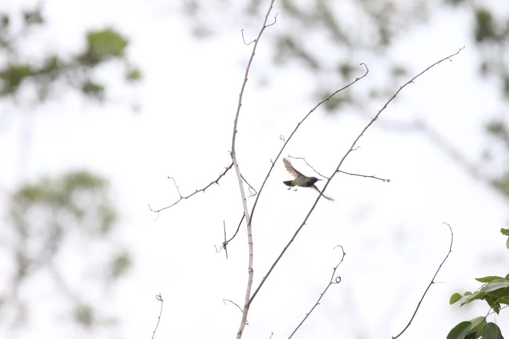 瑞氏花蜜鸟(Anabathmis reichenbachii)