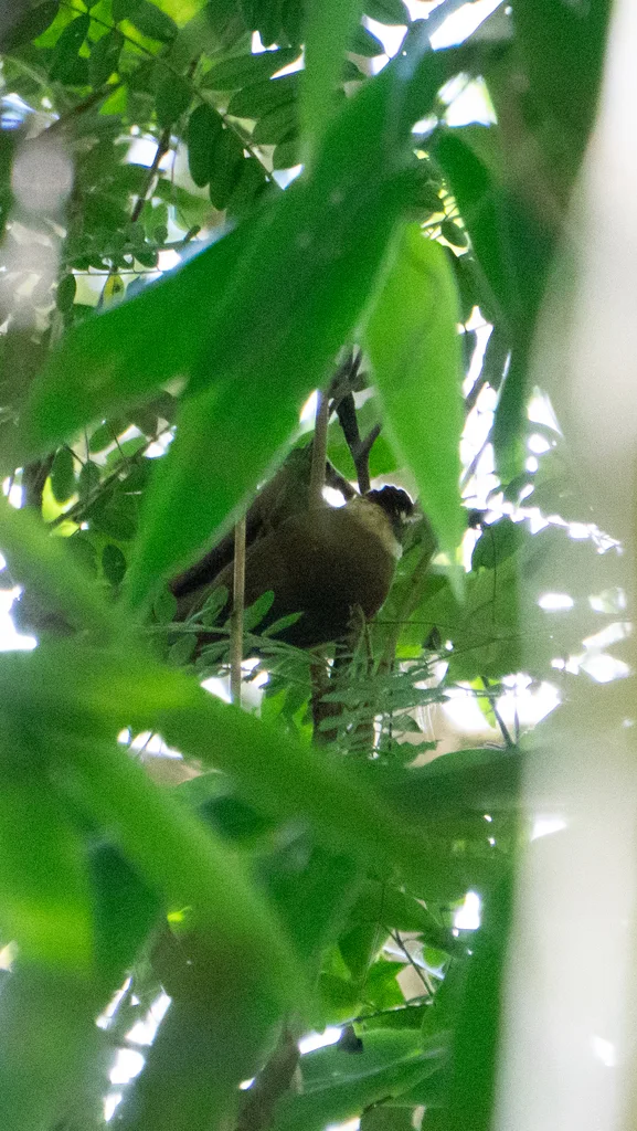 白领拾叶雀(Anabazenops fuscus)
