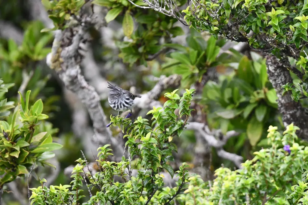 弗南多斯雀霸鹟（Anairetes fernandezianus）