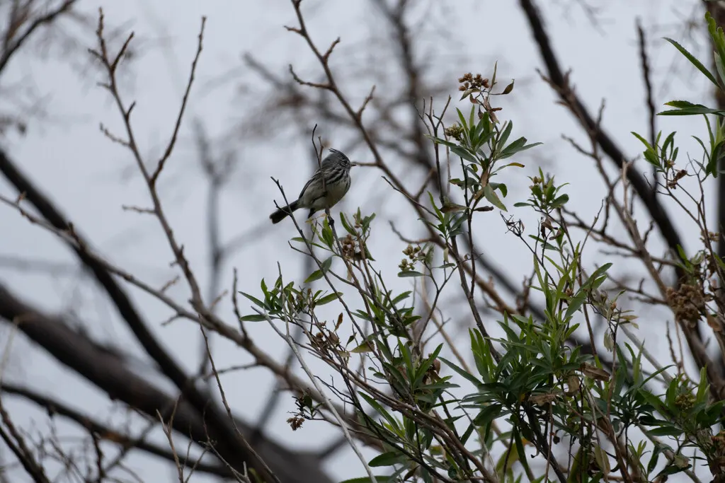 黄嘴雀霸鹟(Anairetes flavirostris)