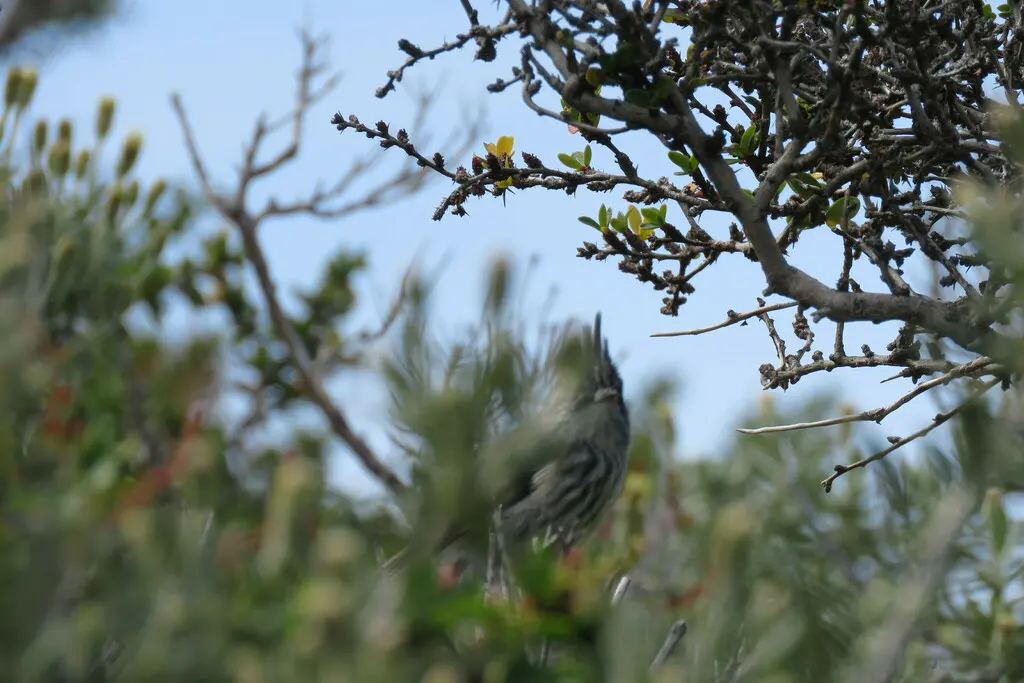 须雀霸鹟(Anairetes parulus)