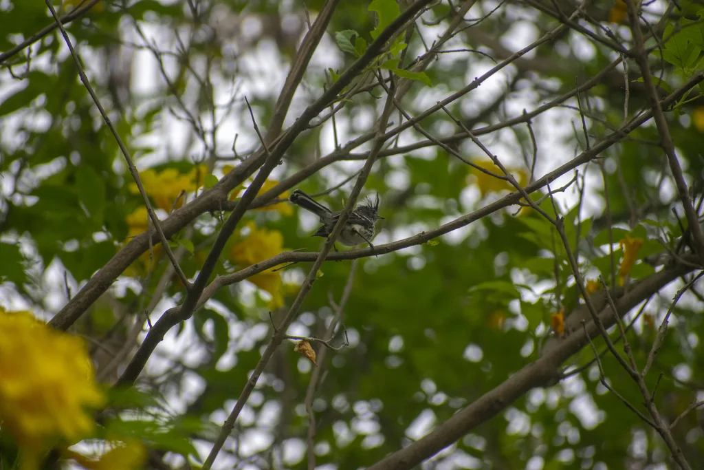 斑冠雀霸鹟(Anairetes reguloides)