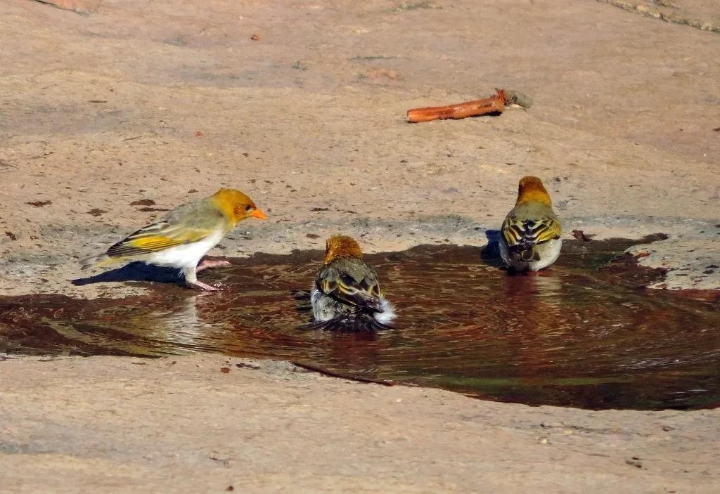 红头编织雀(Anaplectes rubriceps)