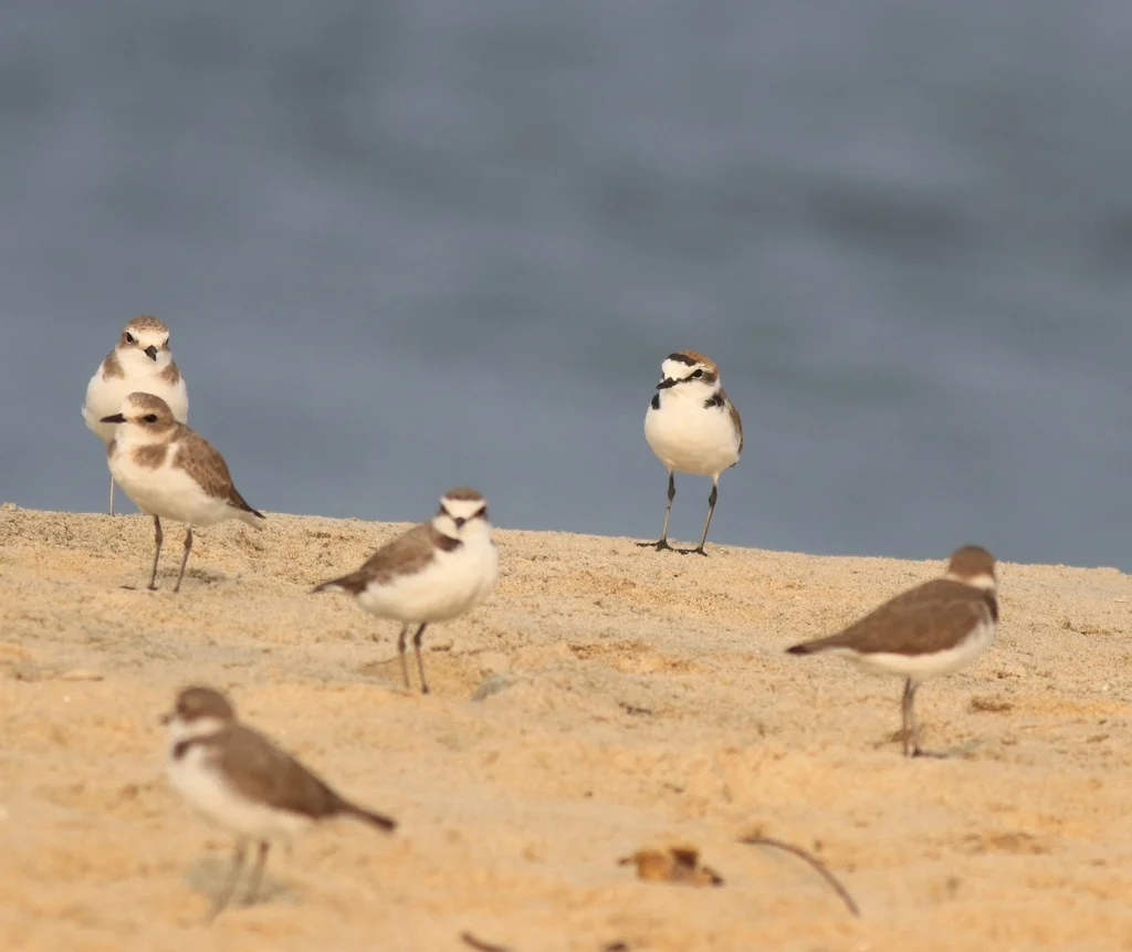 环颈鸻(Anarhynchus alexandrinus)