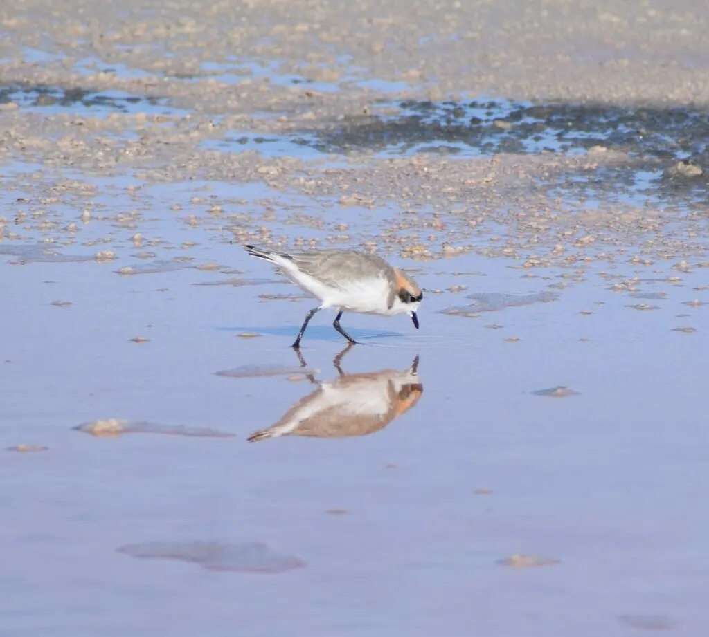 山鸻(Anarhynchus alticola)