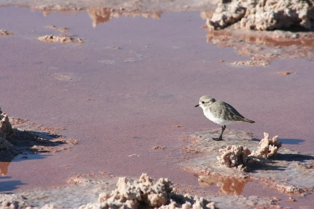 山鸻(Anarhynchus alticola)