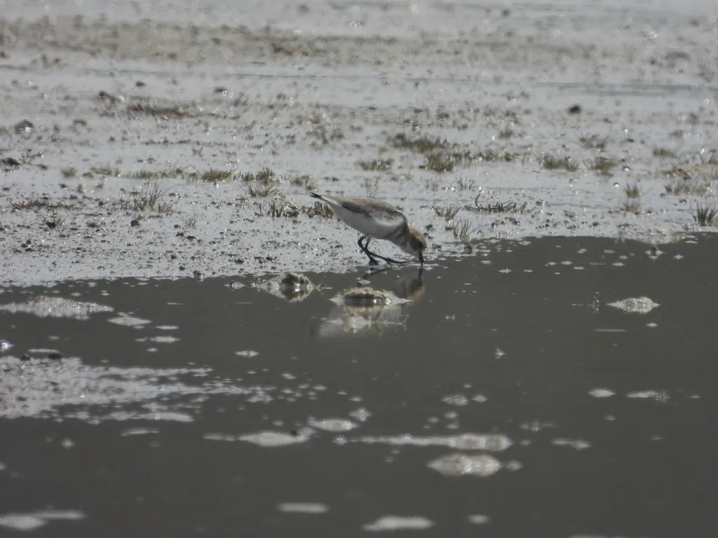 山鸻(Anarhynchus alticola)