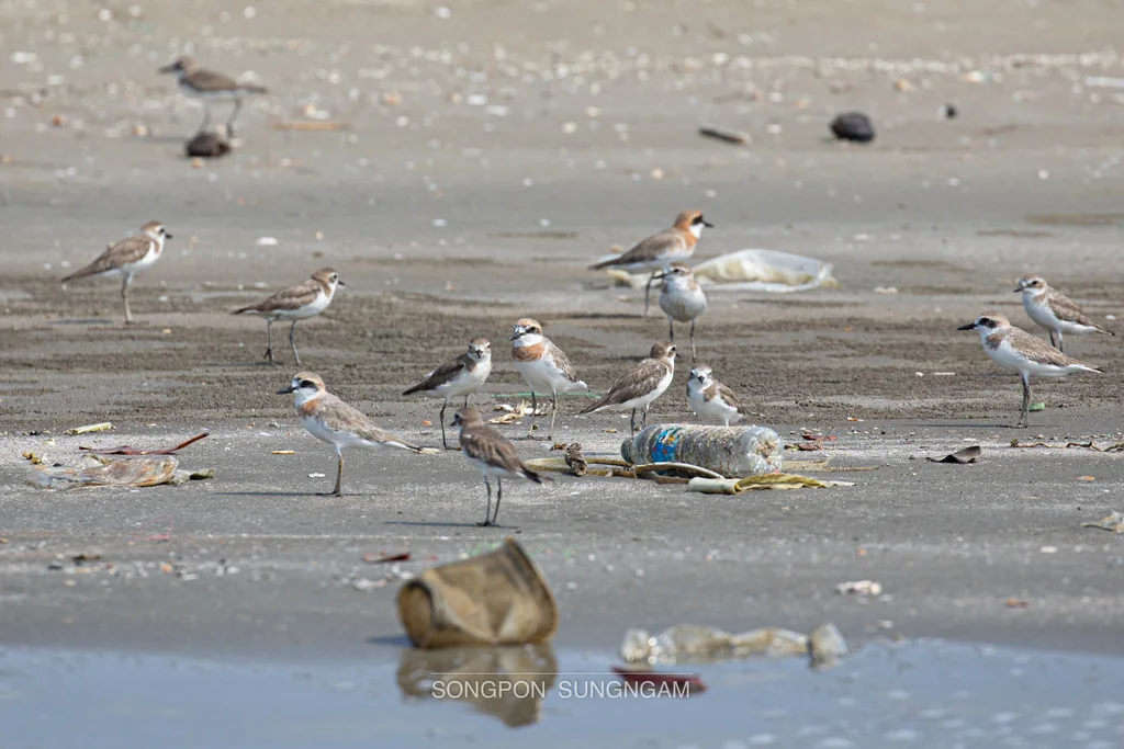 青藏沙鸻(Anarhynchus atrifrons)