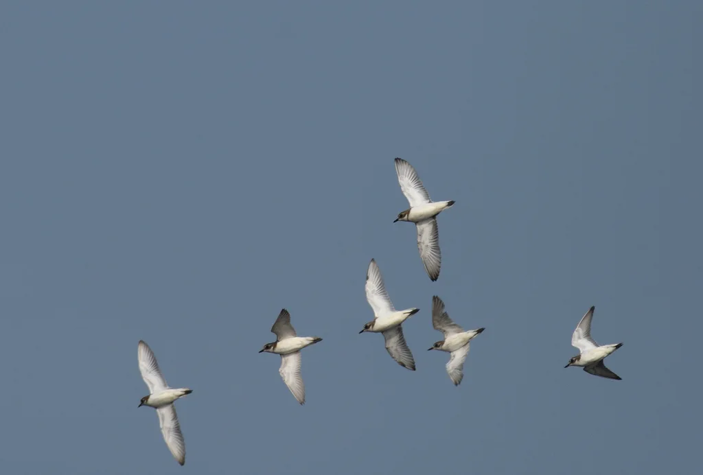 青藏沙鸻(Anarhynchus atrifrons)