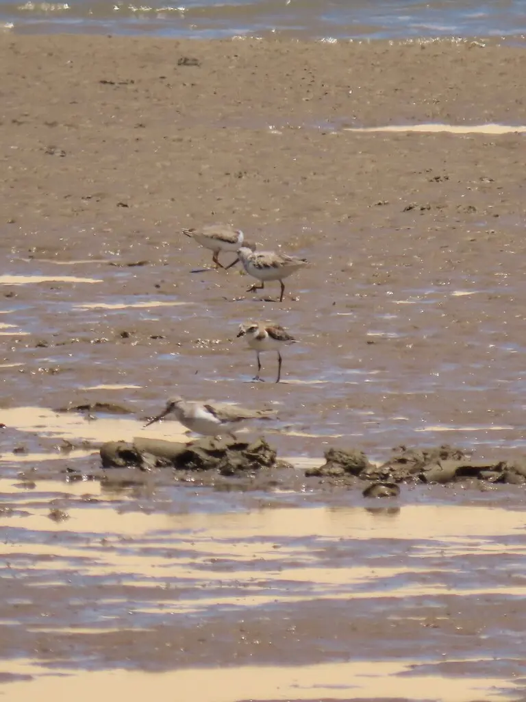 青藏沙鸻(Anarhynchus atrifrons)