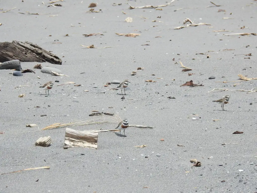 栗胸鸻(Anarhynchus bicinctus)