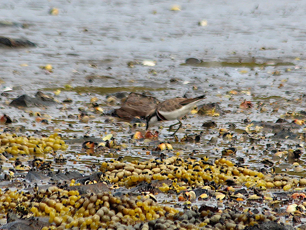 栗胸鸻(Anarhynchus bicinctus)