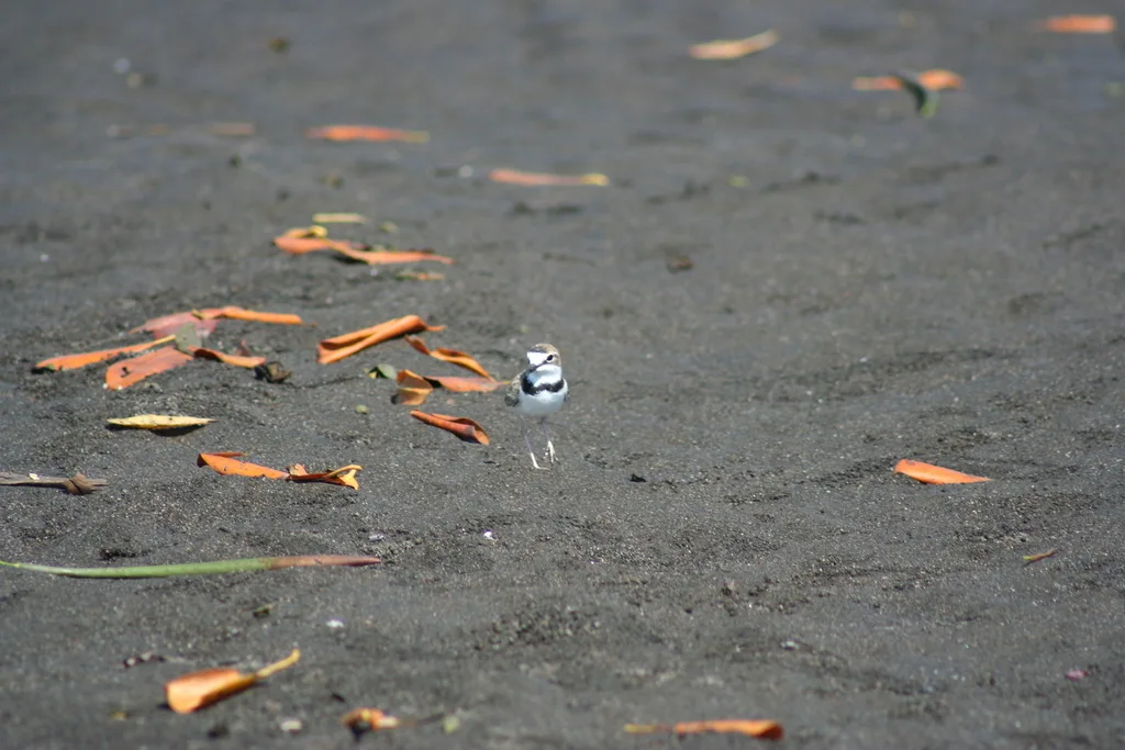领鸻(Anarhynchus collaris)